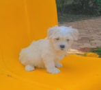 Buy Male Maltese Puppy from Ahmedabad